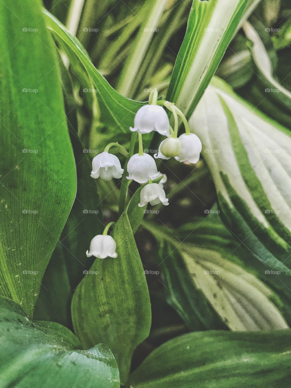 Close-up of white flowers