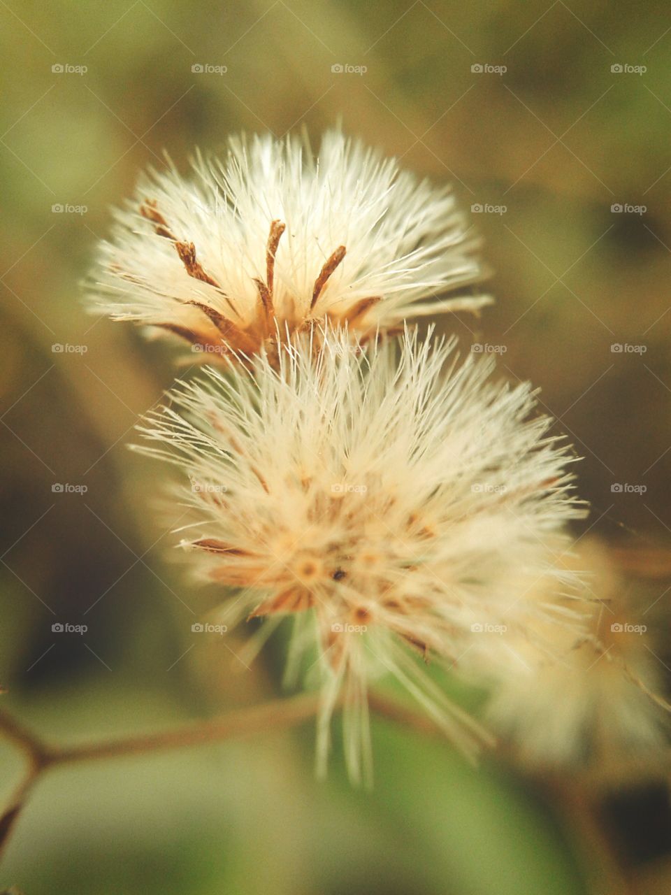 ironweed flower. ironweed flower macro