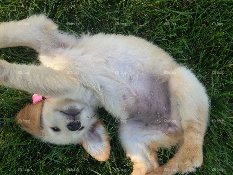 Golden retriever puppy 