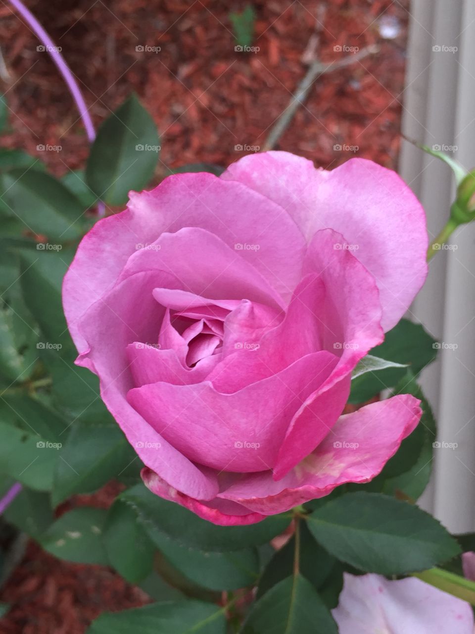 A pretty pink rose, in close up