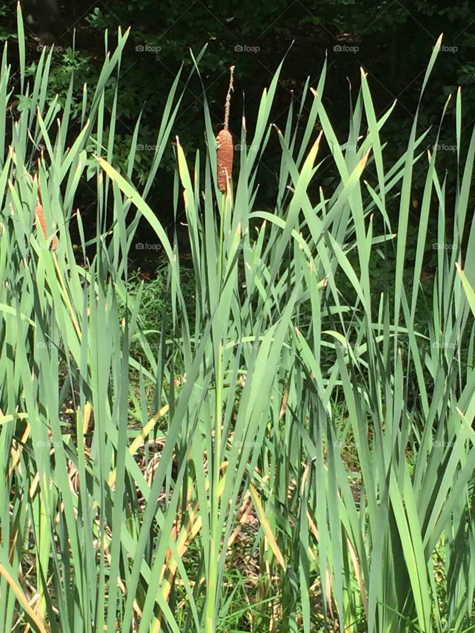 Tall grasses in wetlands 