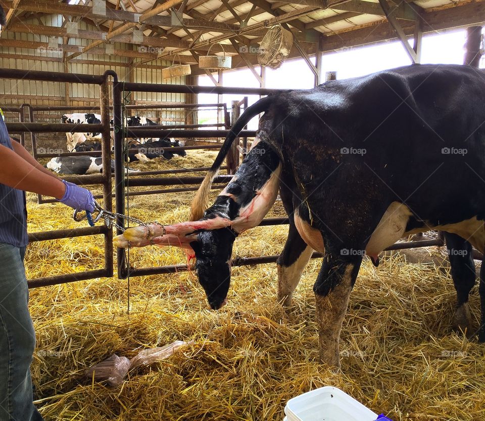 Calf being born . Calf coming into the world, with some assistance. 