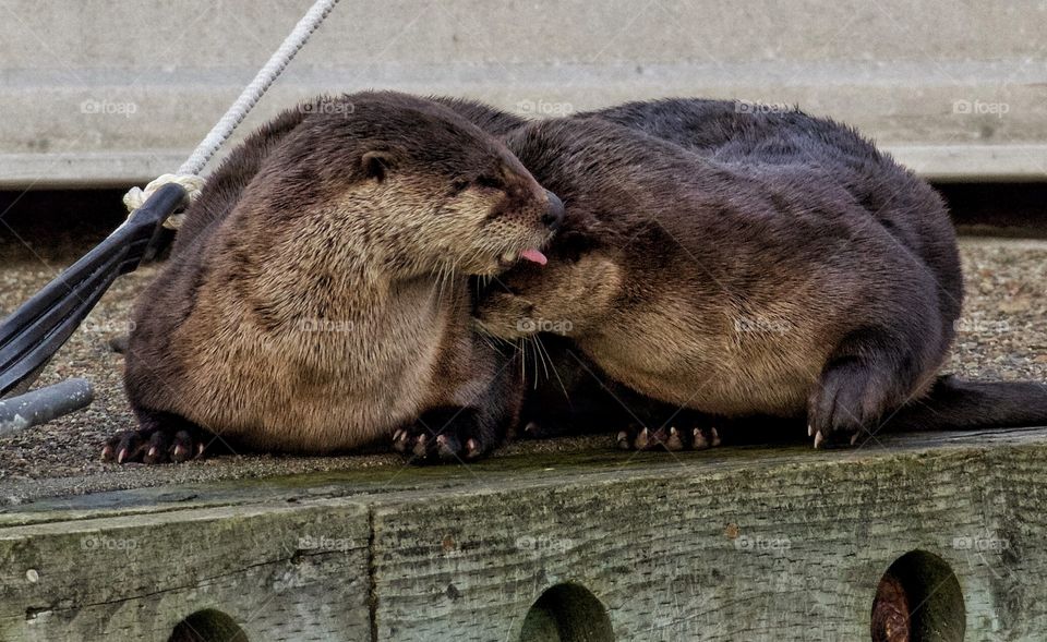 Otter love