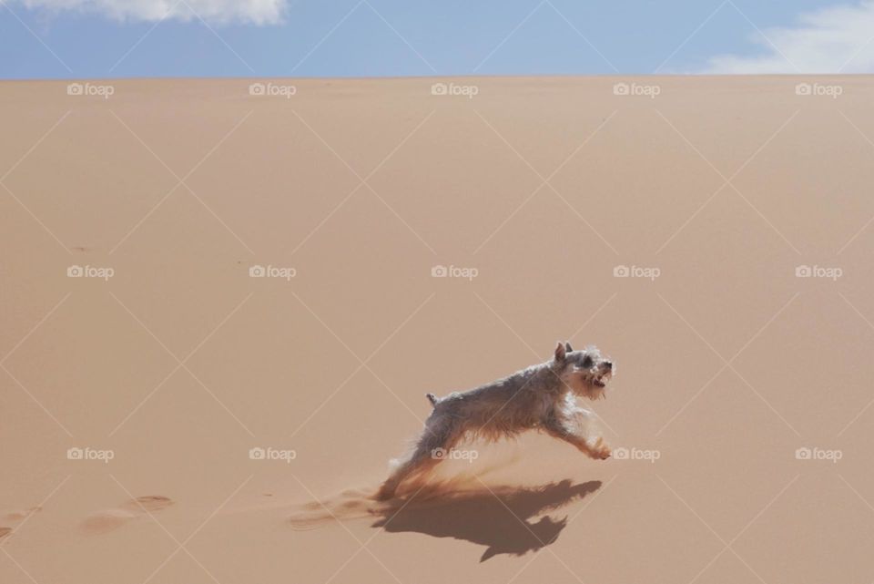 My dog loves to play in the sand dunes in Utah! 