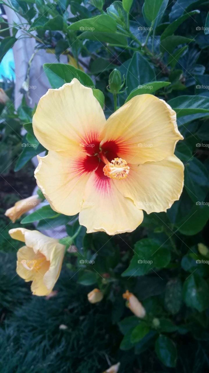 Hawaii flowers