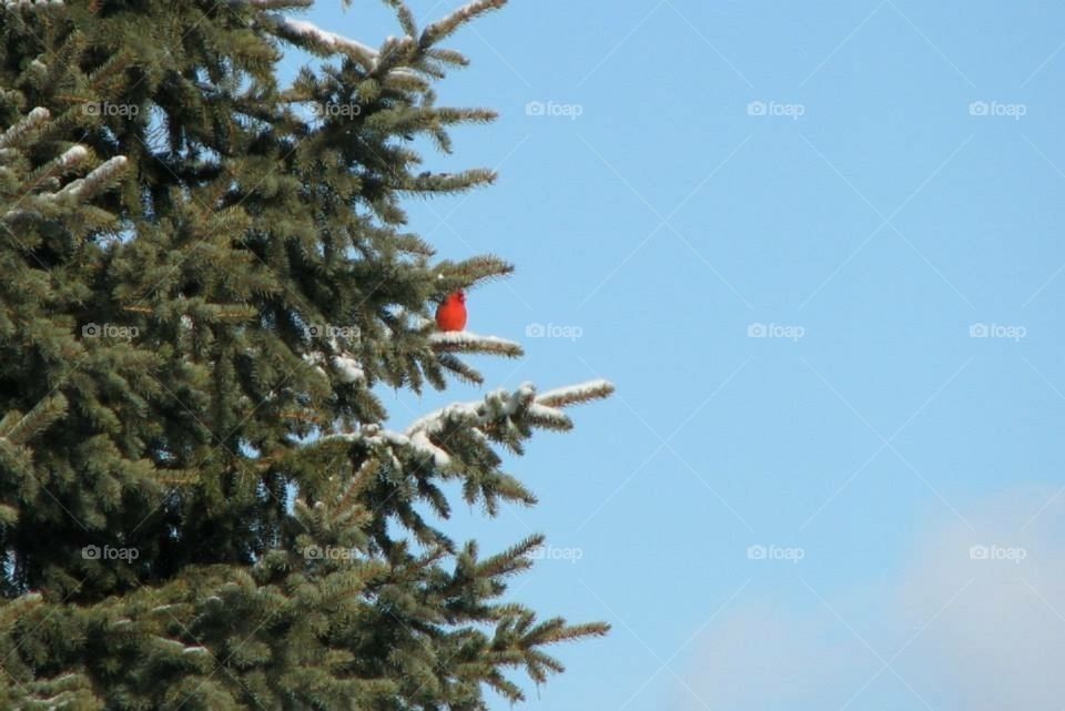 Cardinal on a tree in winter