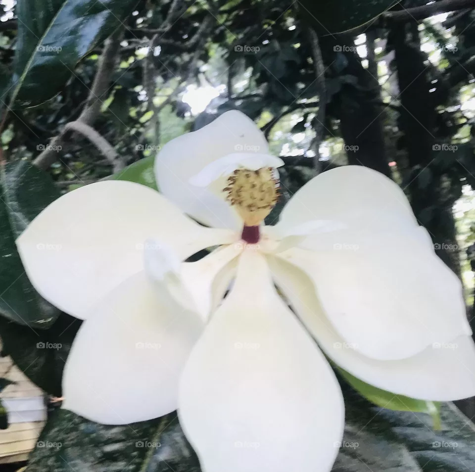 Just bloomed! 