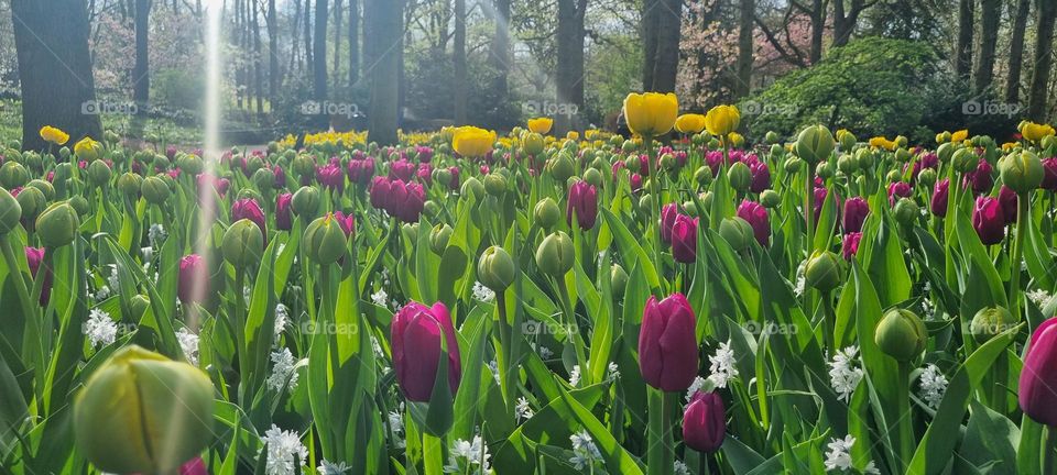 Sunlight through the tulips