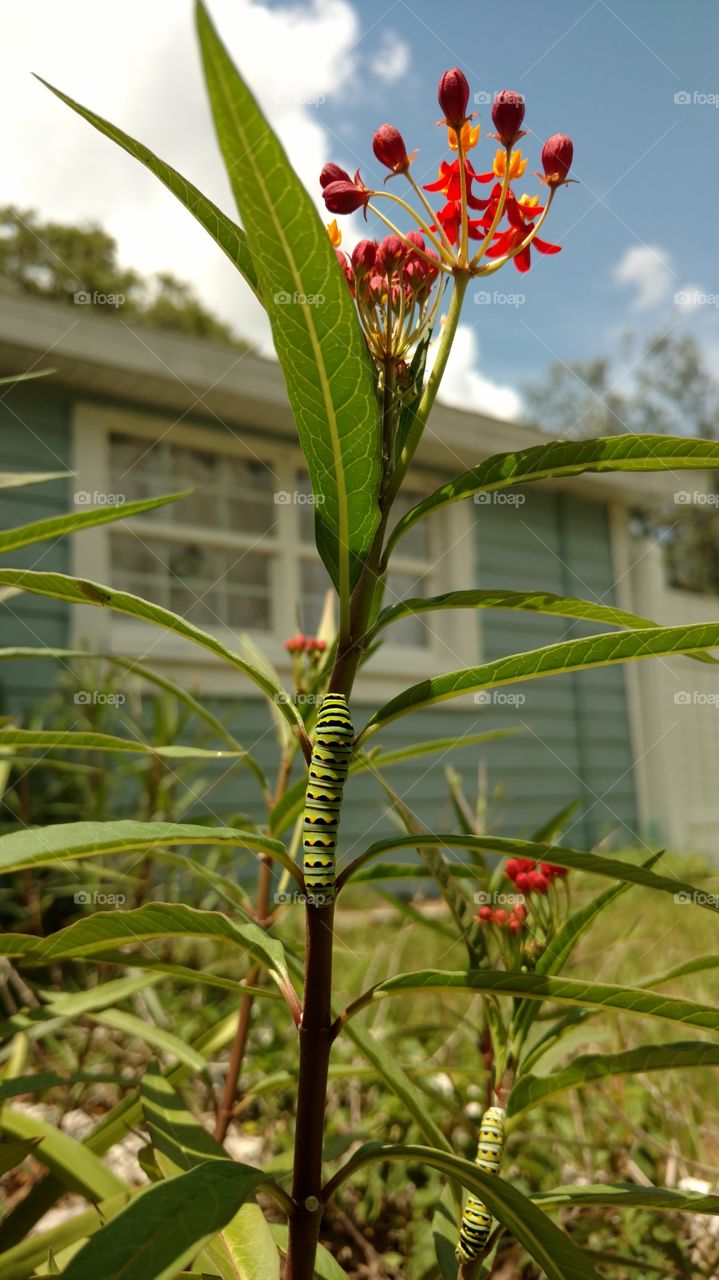 monarch caterpillar on milkweed. red flowers house in the background
