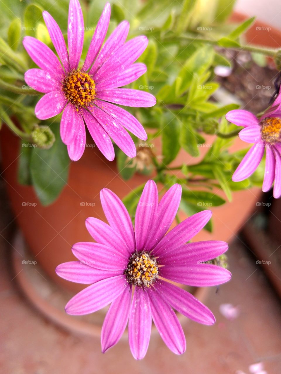 What the pots contain