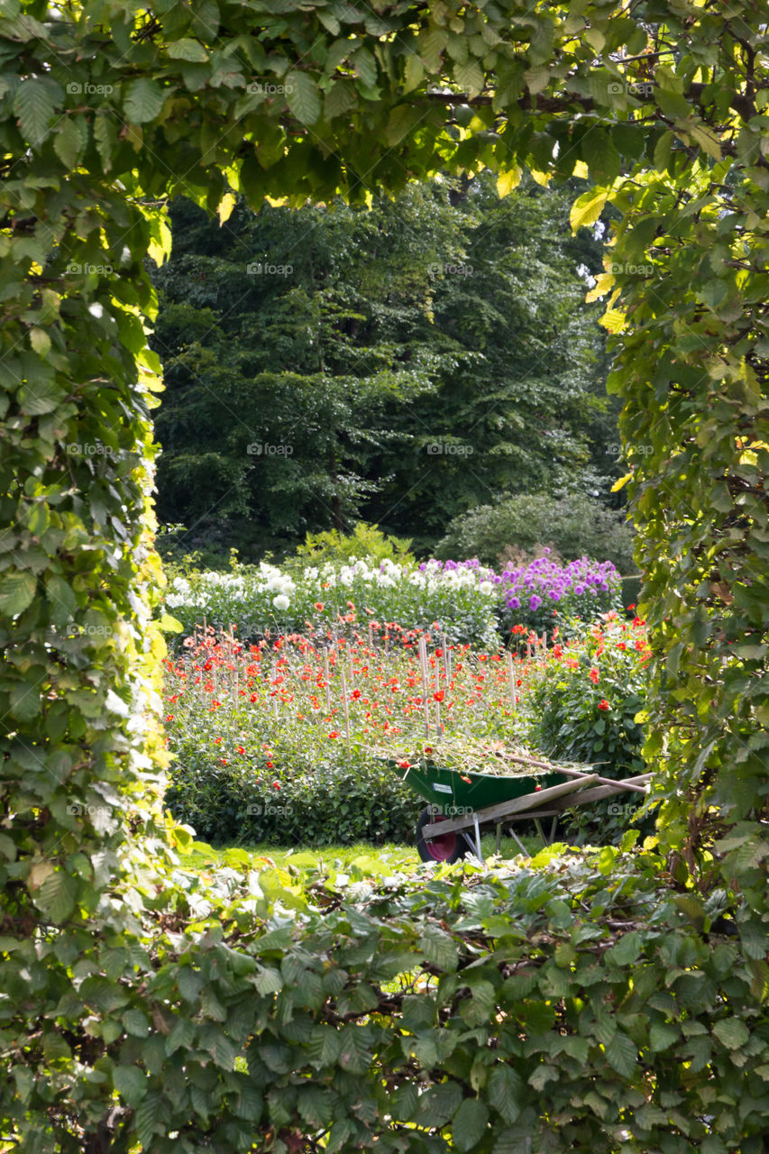 Green leaves window in the garden