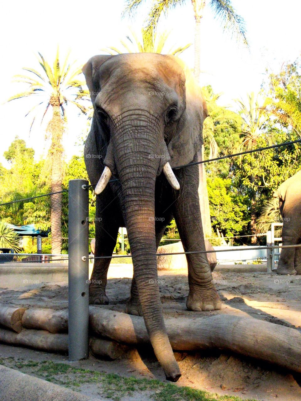 Elephant at the zoo 