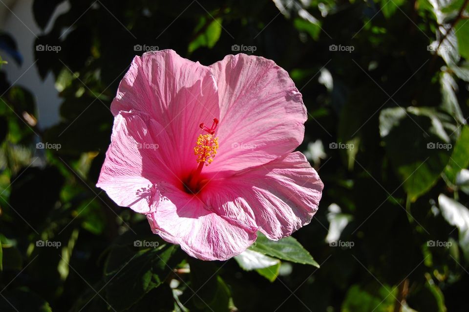 Hibiscus 