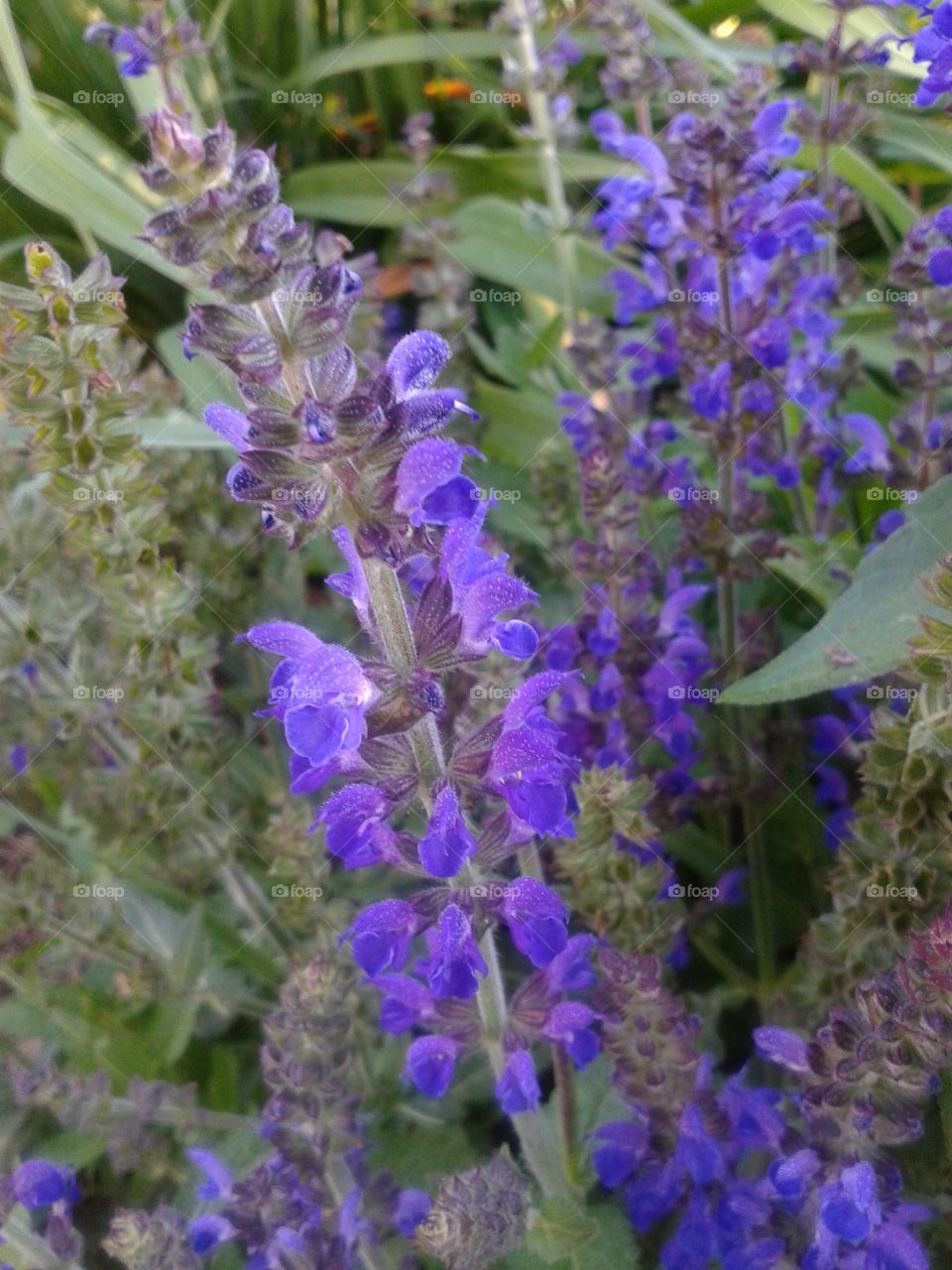 Mountain Sage. Always striking because of the color and fragrance.