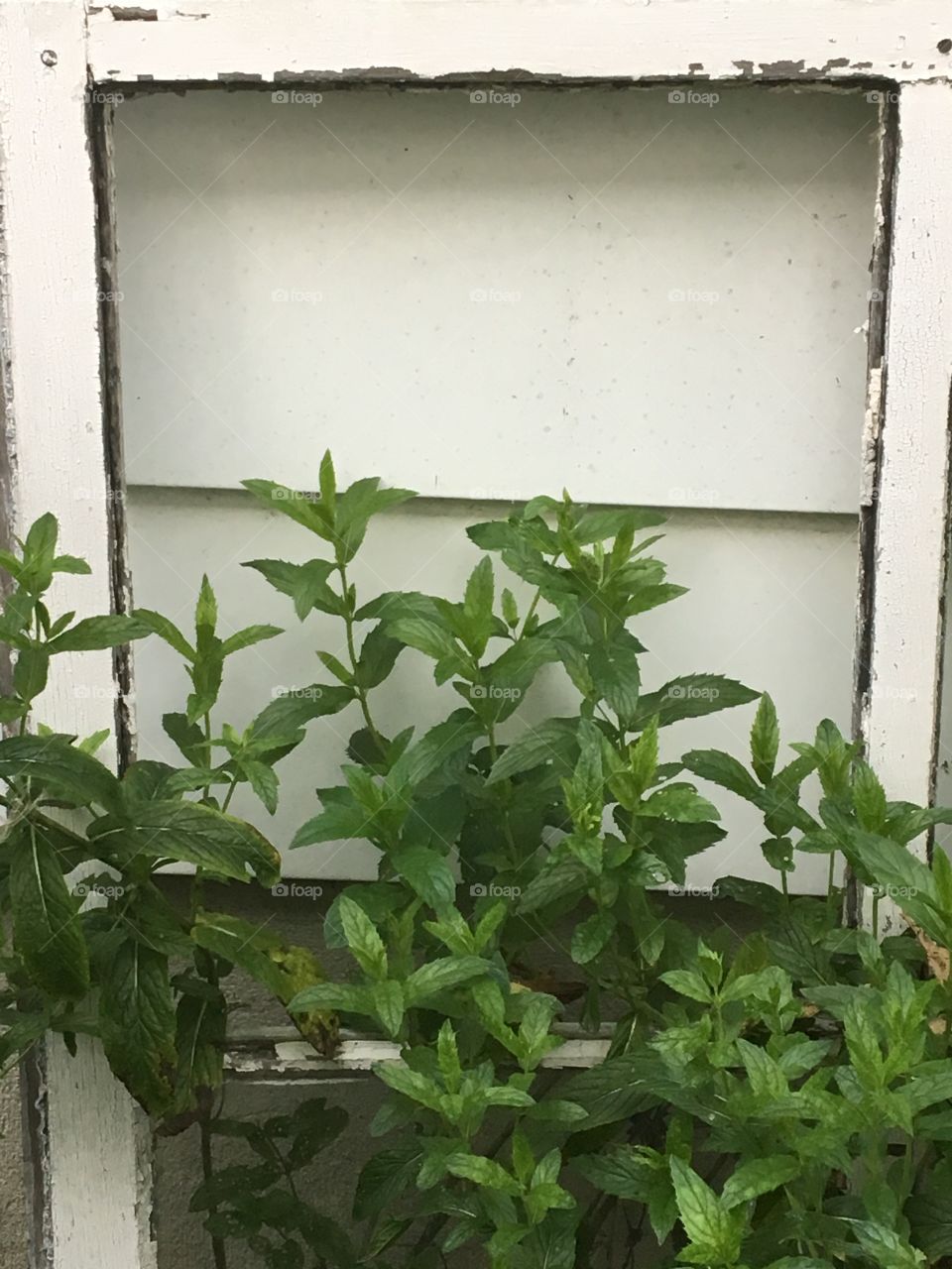 Window Perfect - fresh mint glowing in the garden