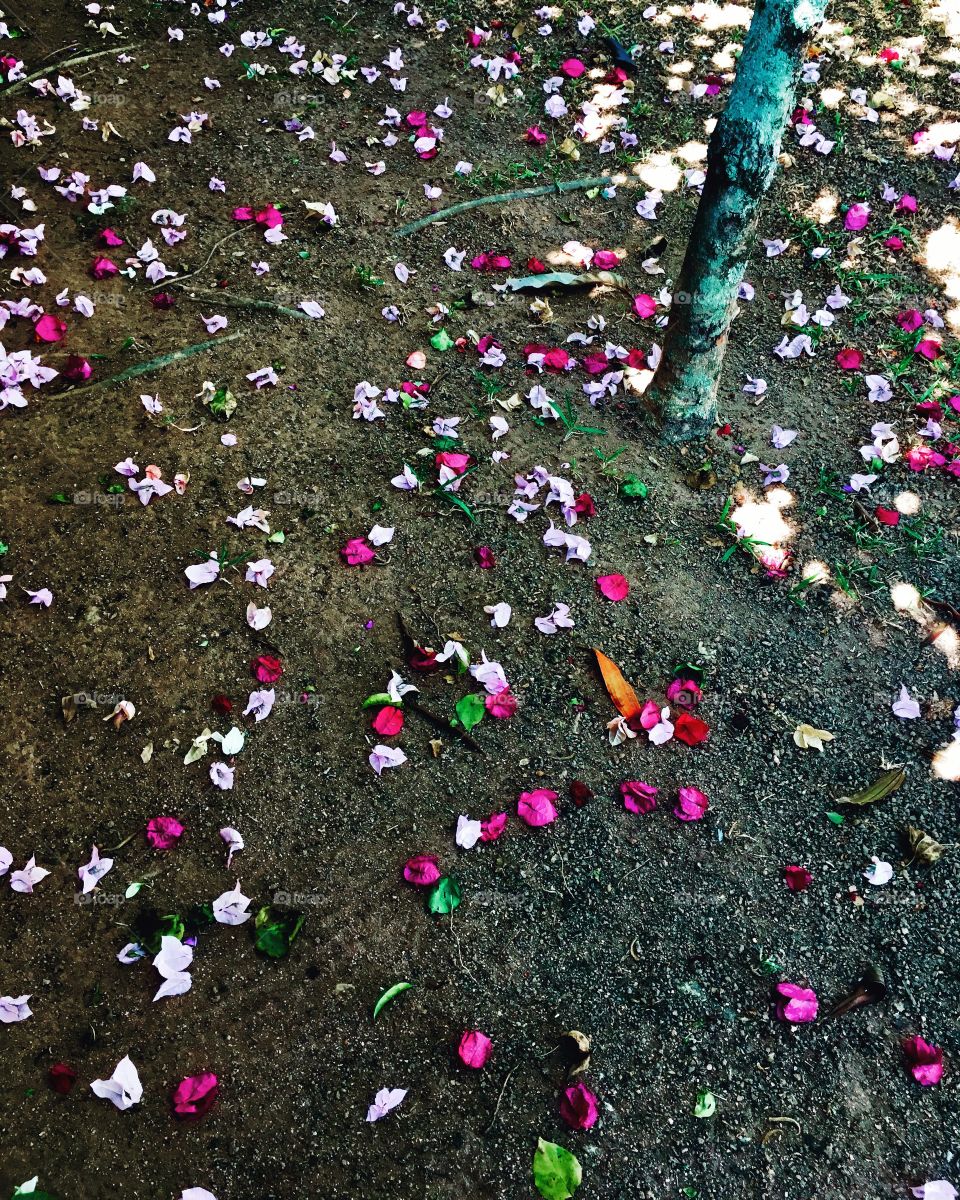 Petals scattered across the earth. So small, micro - but embellishing the floor, macro and giant! / Pétalas espalhadas pela terra. Tão pequenas, micro - mas embelezando o chão, macro e gigante!