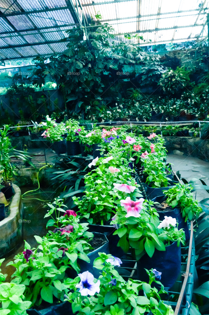 Greenhouse plants, flower nursery, flowers and daisies in Agri Horticultural Society Of India.
