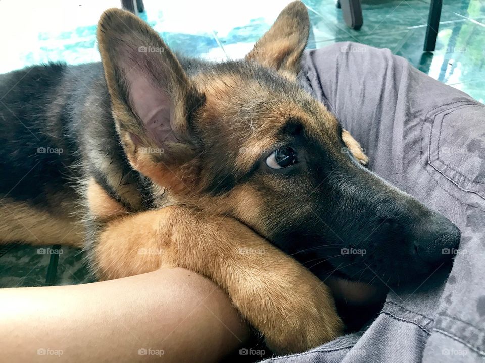 How can you resist when a little dog looks at you like this?