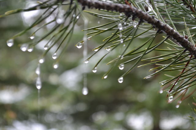 Closeup water droplets from melting snow in late spring off spruce tree branch bough 
