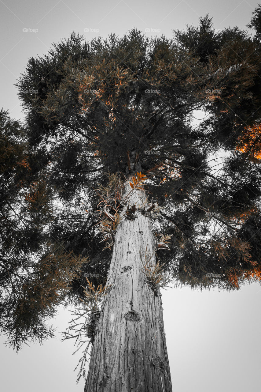 Looking up to a pine tree