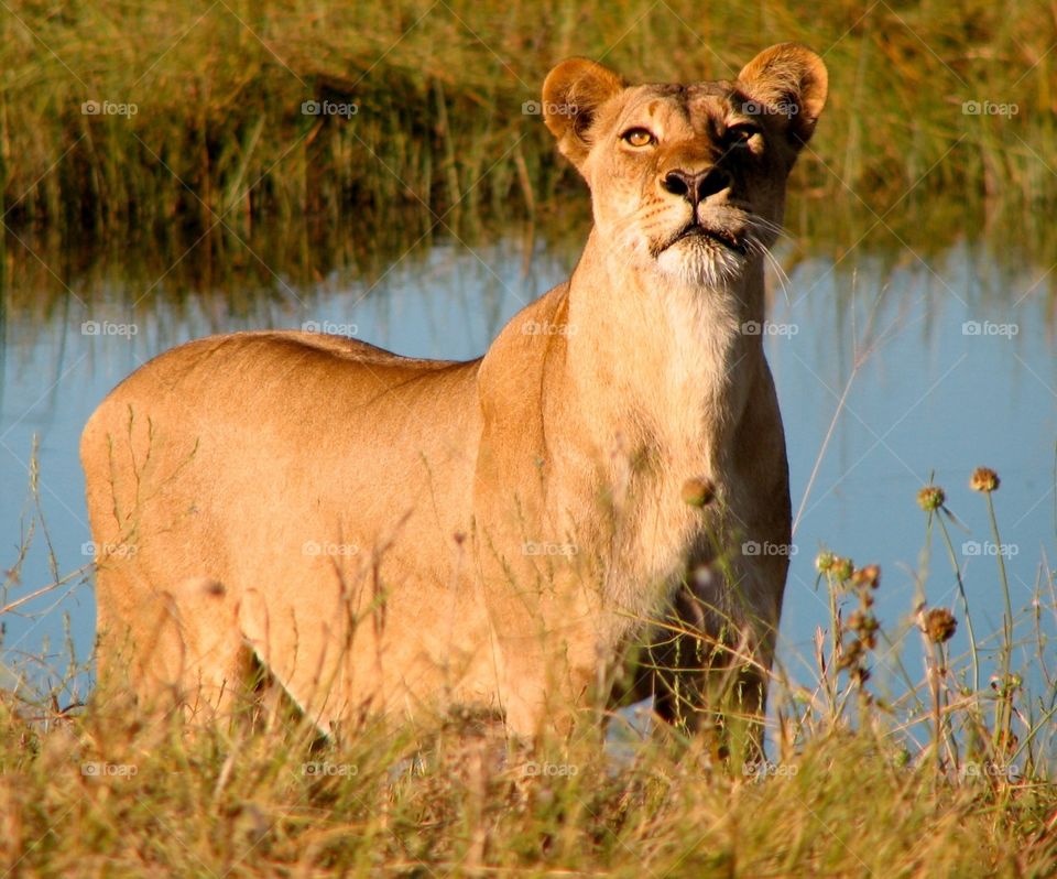 Lioness in Botswana. Lioness in Botswana while on safari