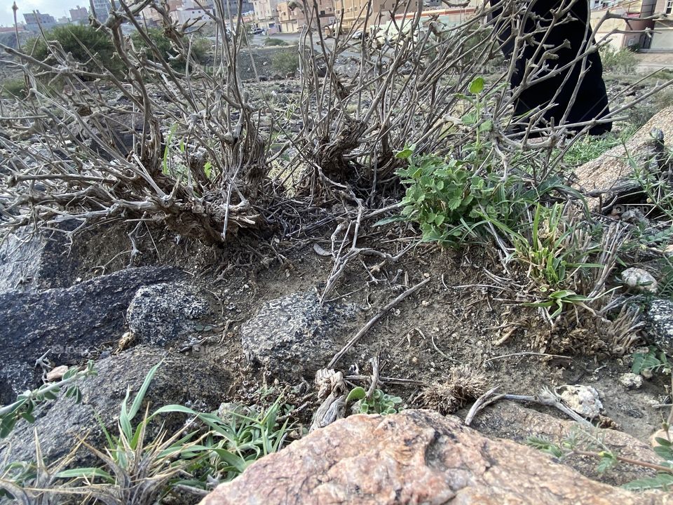 amazing trip with my family in the eid , city taif ,desert herbal 