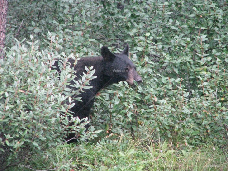 Black bear eating berries