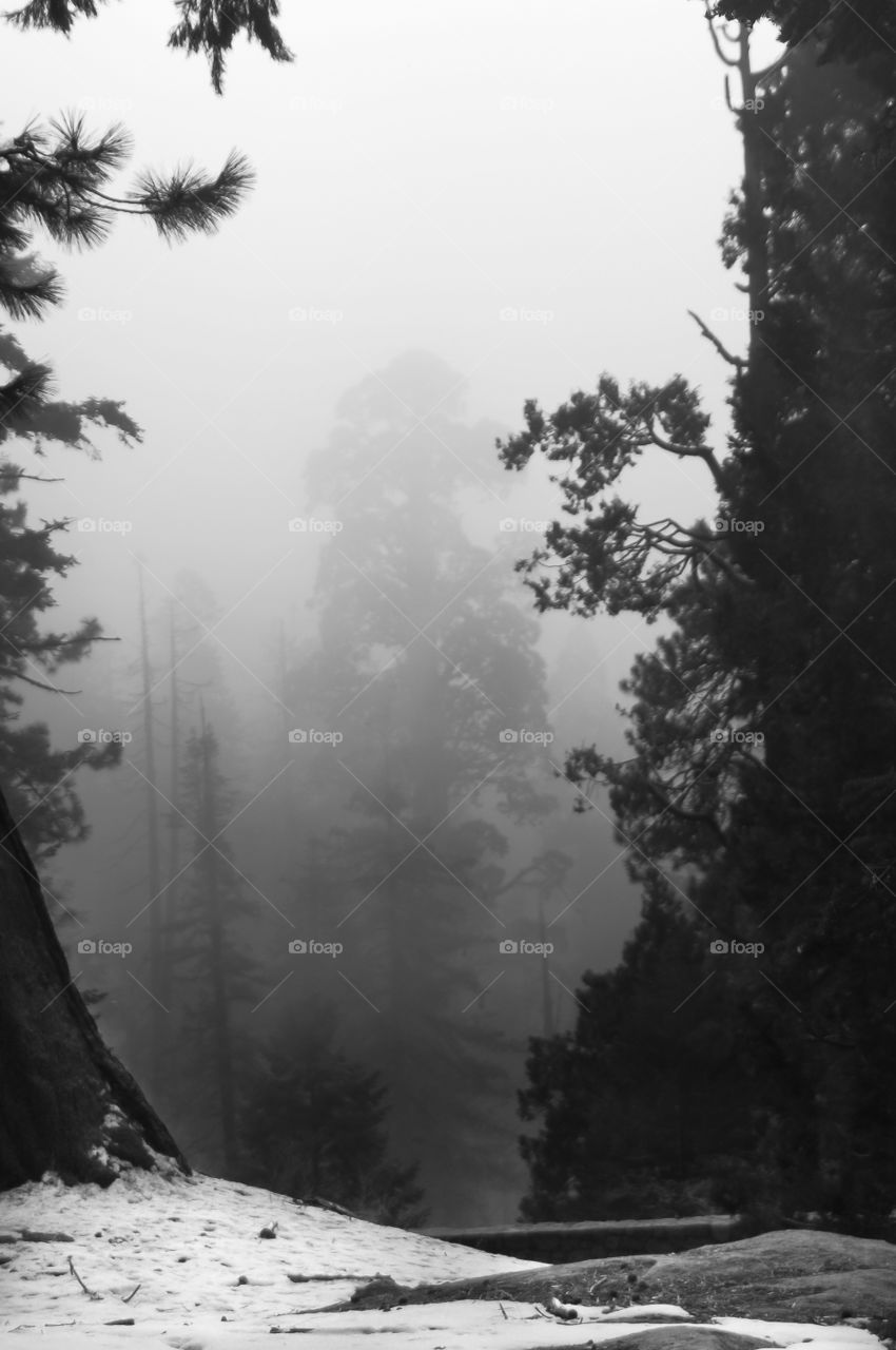 Fog Mountain
A foggy day in the Seqouia National Park in California.