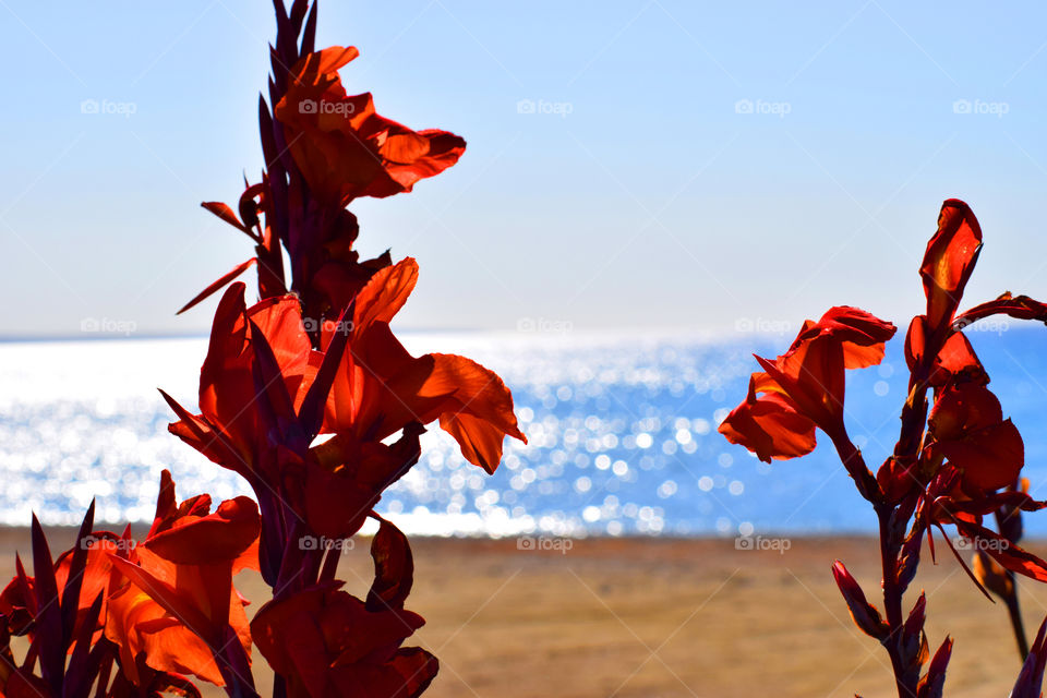 flower sea sky