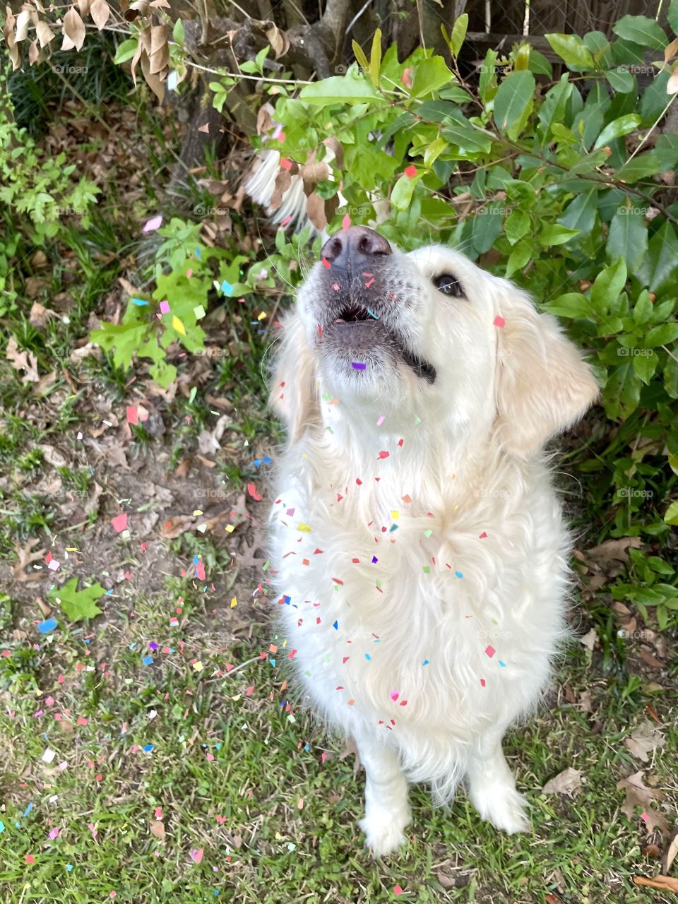 The magic of confetti 