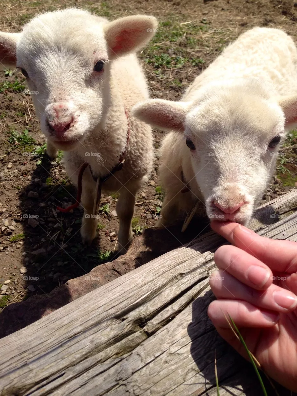 Sheep