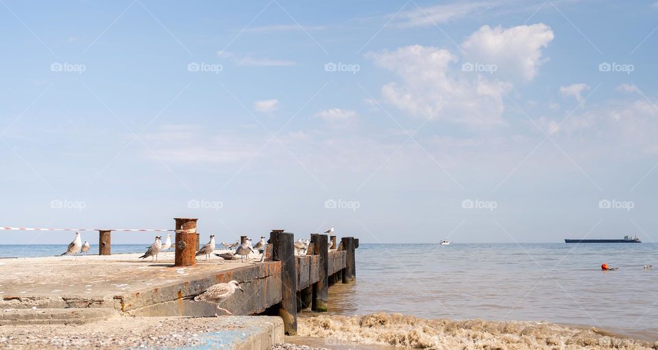 seagulls on the beach