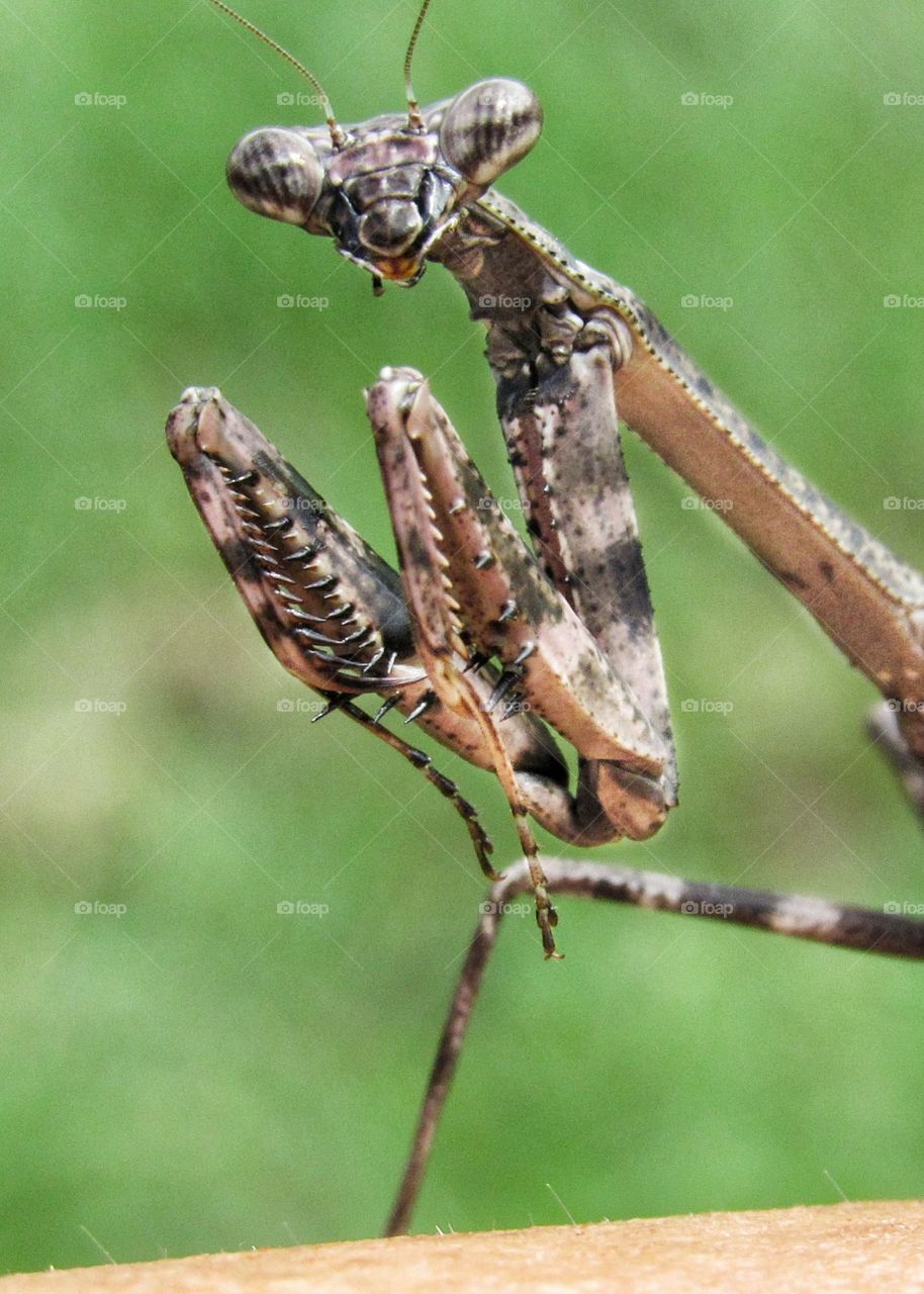 extreme close up praying mantis