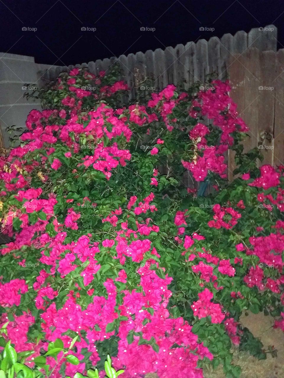 Bougainvillea covered in fuschia colored blooms.