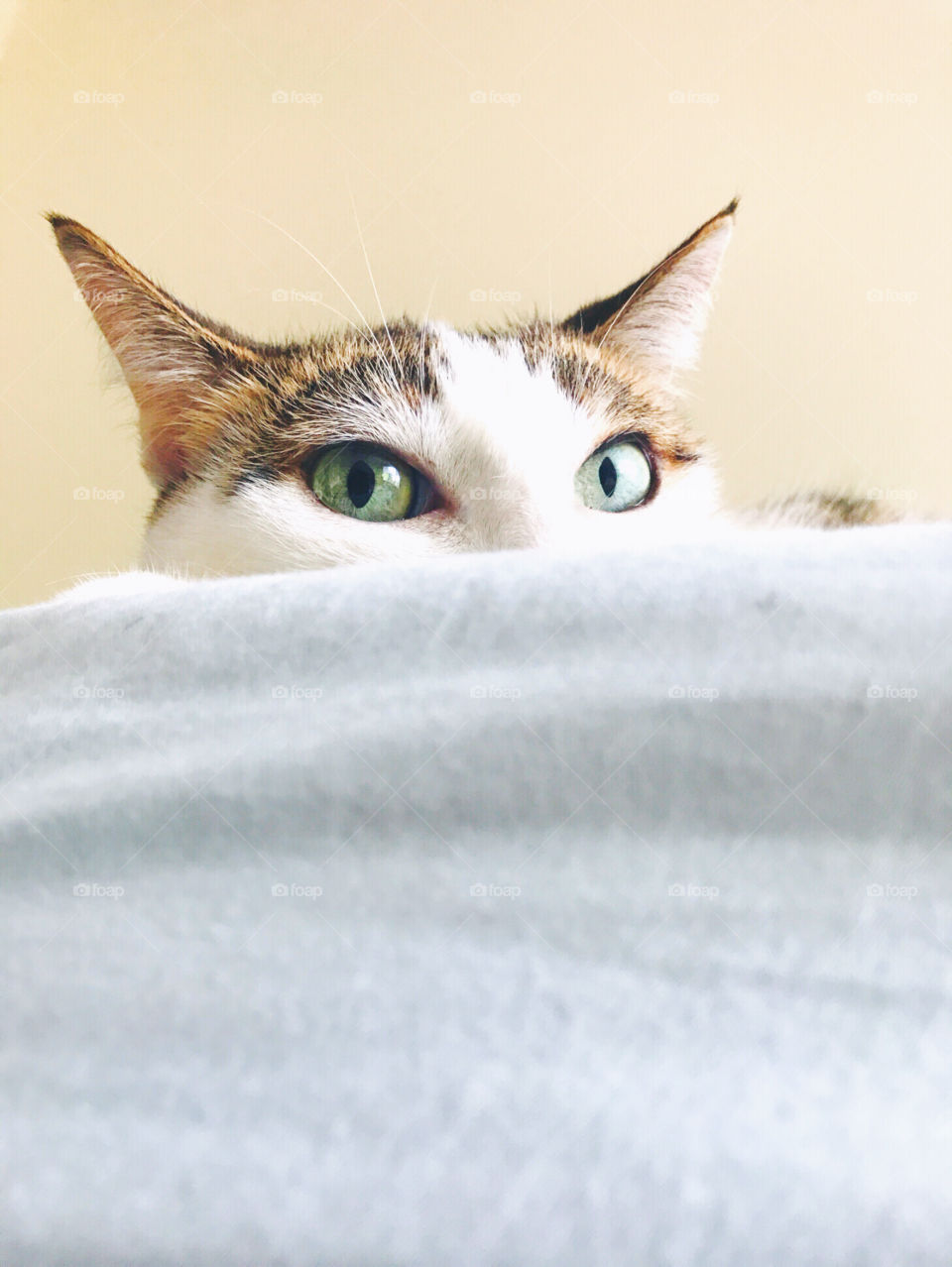 Kitty cat peeks at you over the bed