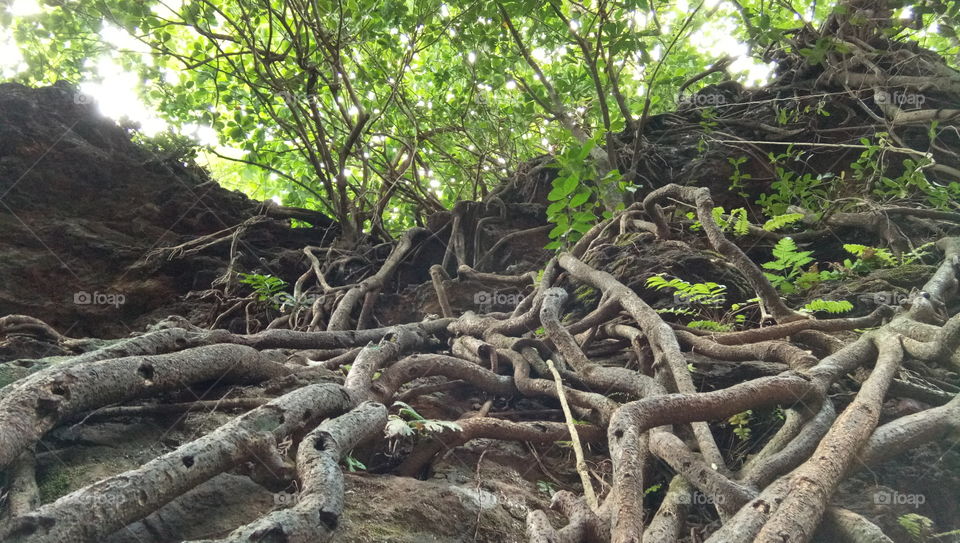 Roots... down to earth...