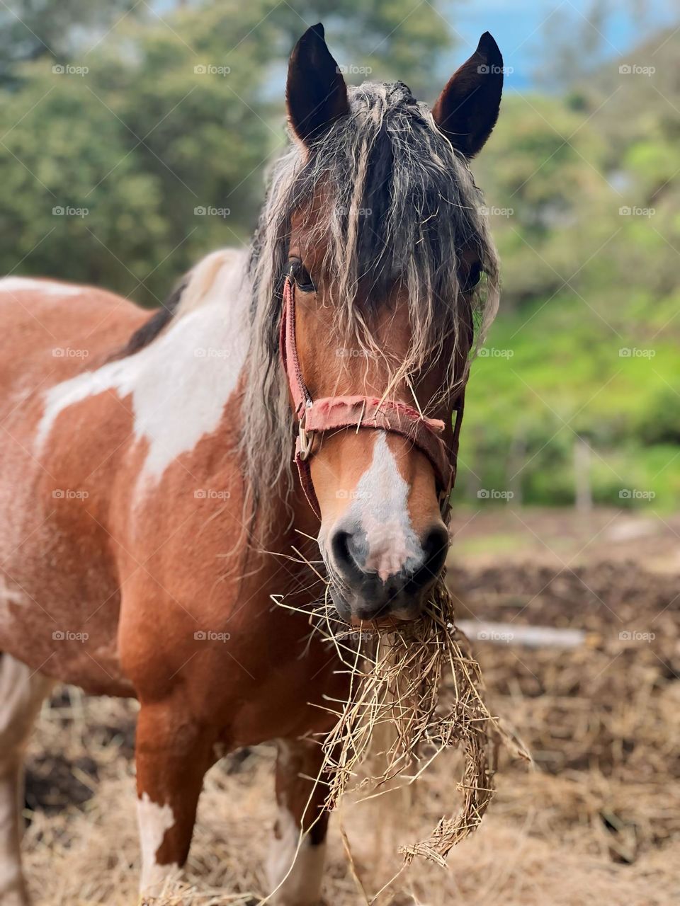 Caballo comiendo 