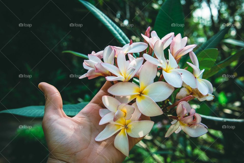 Close-up of a person's hand touching flowers