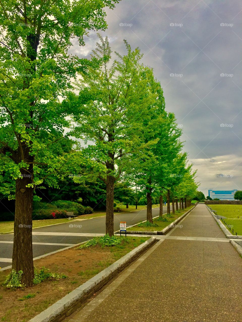 Trees and Trees. Showa Memorial Park. Tachikawa, Japan