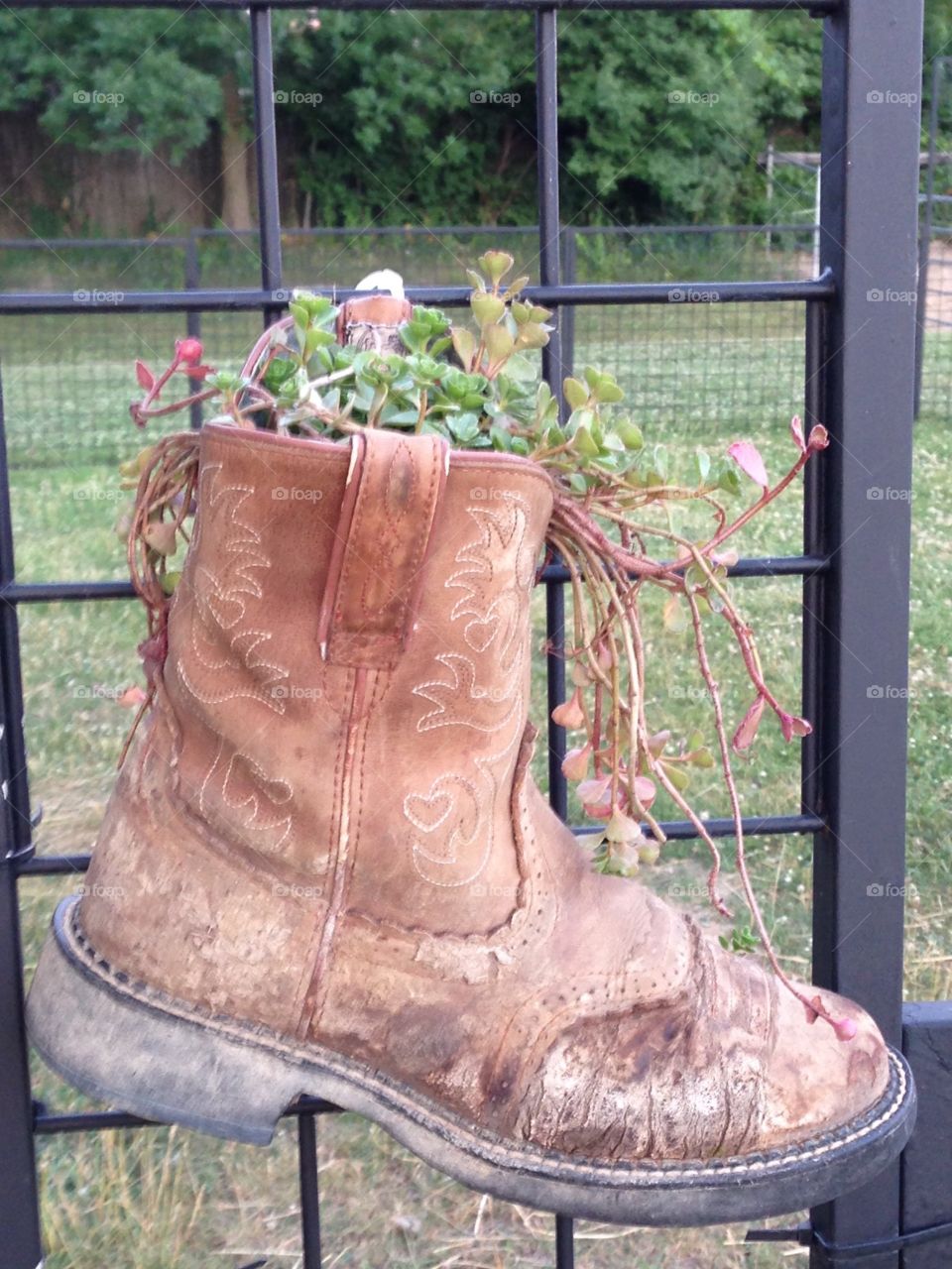 Brown leather boot with plant hanging from fence