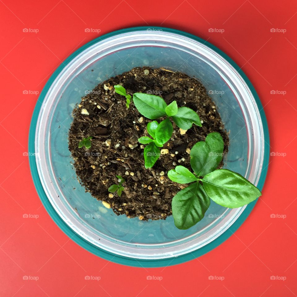 Lemon tree seedlings on a red table seen from above