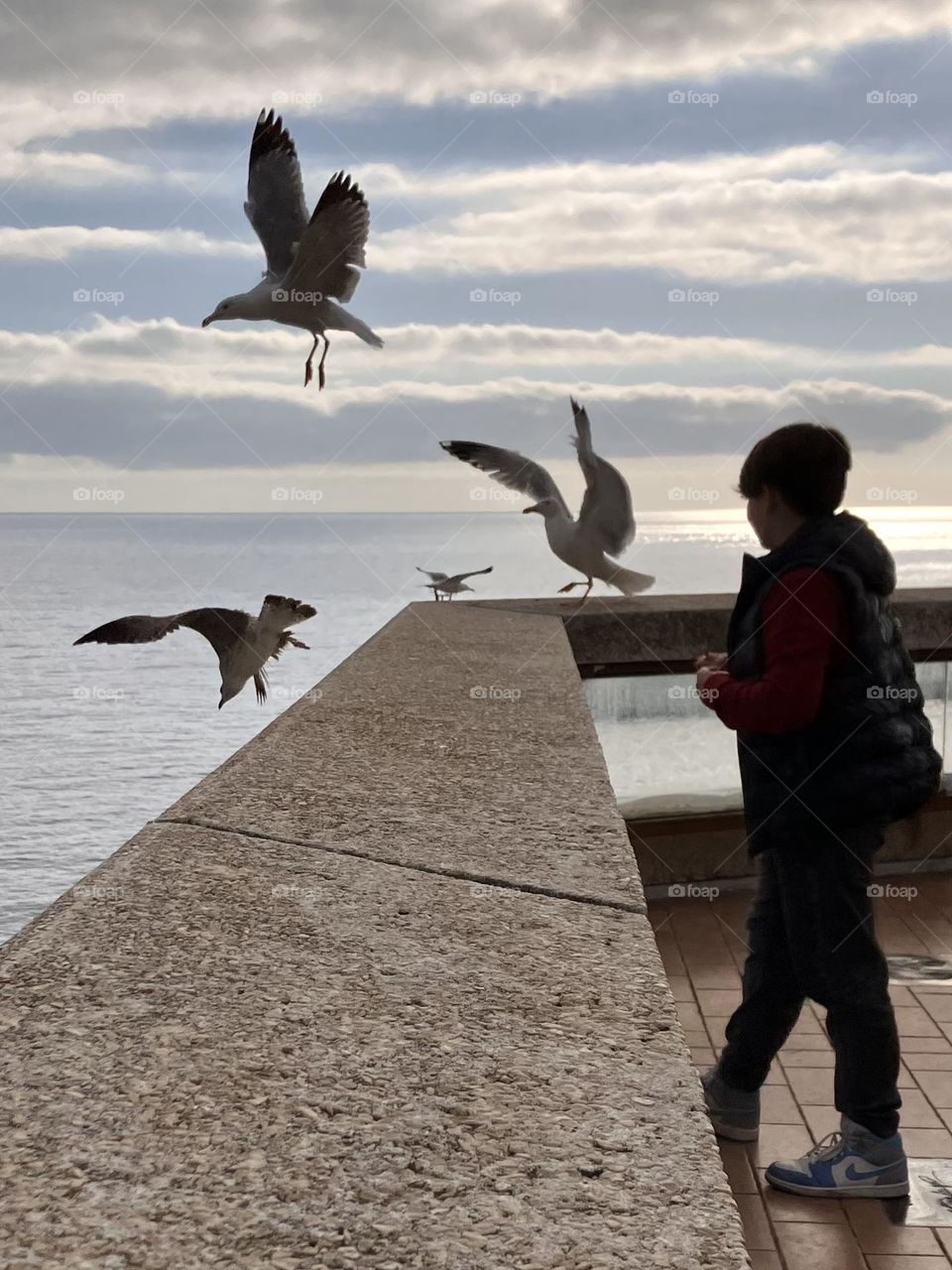 Silhouette with seagulls 