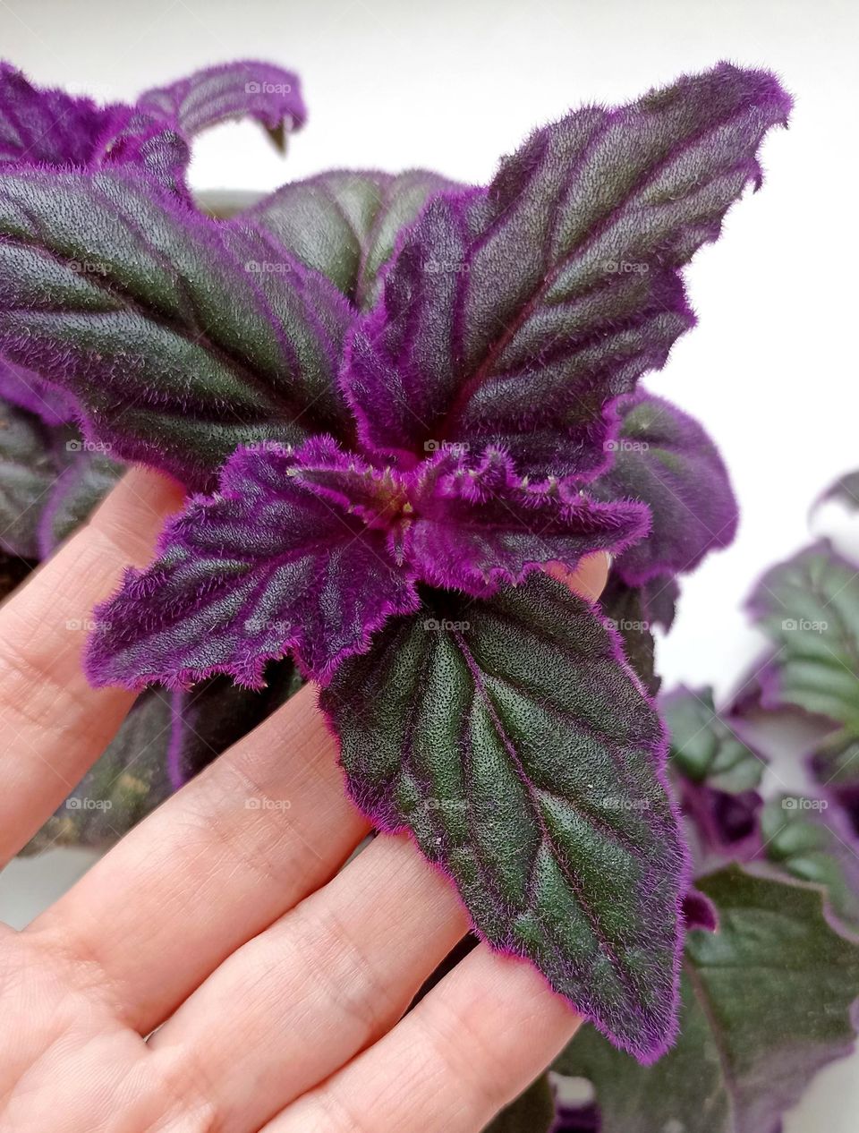 magenta colour house plant and hand person