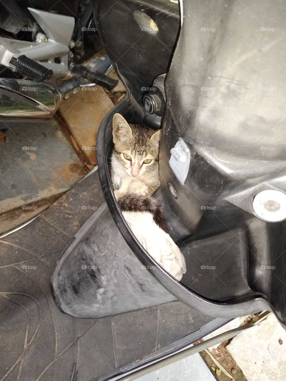 a kitten trying to sleep in the bike bucket
