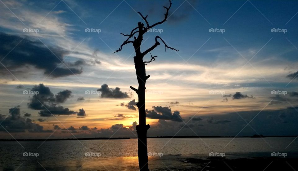 Dead tree at sunset