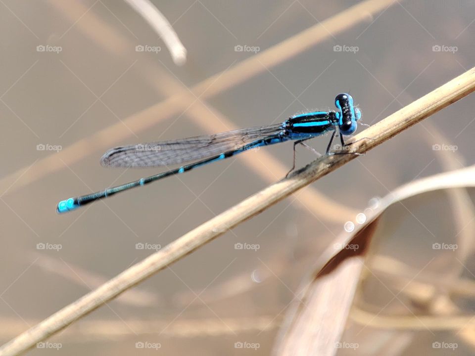 Blue Dragonfly on the river