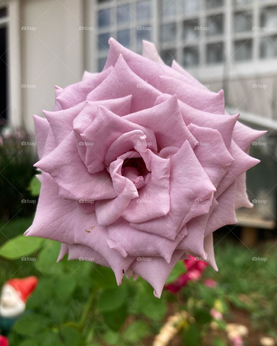 🇺🇸 Pink flowers are always very beautiful.  Just look at the inspiring petals we have in the garden. / 🇧🇷 Flores rosas são sempre muito bonitas. Olhe só as pétalas tão inspiradoras que temos no jardim. 