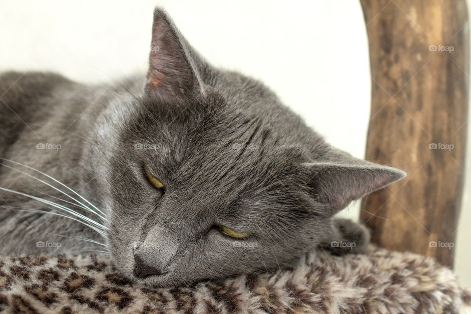 lazy Russian blue cat