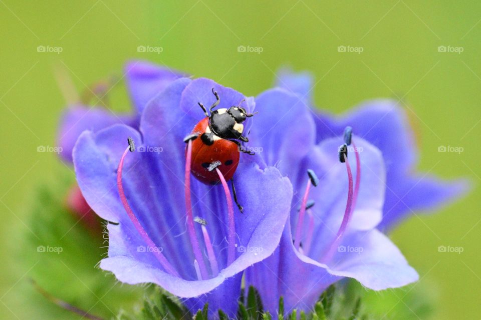 Ladybug on the purple flower 