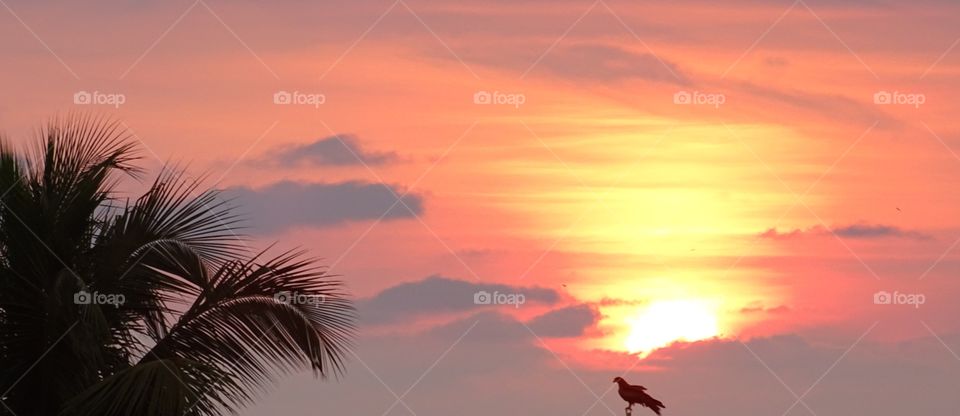 # Bird Tree Sunset
